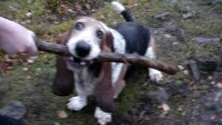 More weird basset hound behaviour [upl. by Rhett]