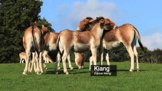 Kiang Equus kiang [upl. by Olfe616]