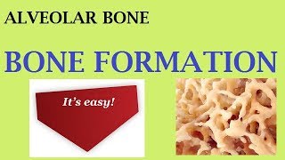 Alveolar bone part 2a BONE FORMATION [upl. by Jillane]