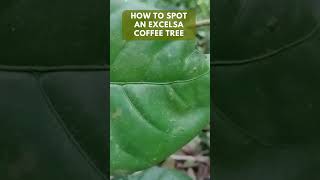 Identifying Excelsa Coffee Trees Unique Features and Characteristics [upl. by Nirel]