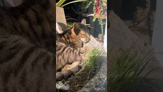 Moana 💚 Plants shortsfeed shorts shortsvideo catshorts catvideos meow cat green [upl. by Ridinger]