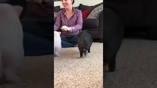 Mini pigs learn to sit and spin So fun working with cute mini pigs [upl. by Earal]