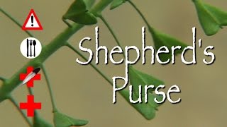 Shepherds Purse Edible Medicinal amp Cautions [upl. by Htnamas513]