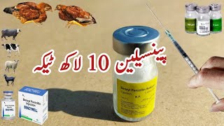 Penicillin injection for Chickens Small and Large Animals  DrARSHAD [upl. by Nessa]