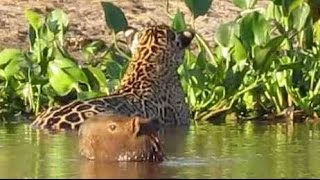 Flagra no Pantanal Onça ataca capivara  Jaguar attacks capybara 🐯🎥 [upl. by Milah]