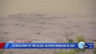 A solution to the algal bloom problem in CNY [upl. by Llevrac247]