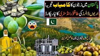 Billion of Dollars Industry of Pakistan  Big Olive oil Extraction in Pakistan   Olive oil Farming [upl. by Mayes702]