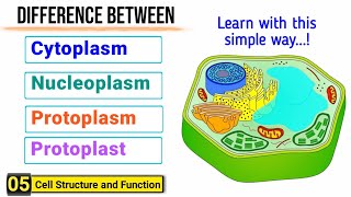 Difference among Cytoplasm Protoplasm Nucleoplasm and Protoplast  J Biology [upl. by Zadoc]