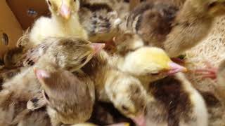 Baby Peacocks Peafowl Cackle Hatchery [upl. by Alistair65]