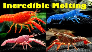 Amazing Crayfish Molting Caught On Camera [upl. by Elodie898]