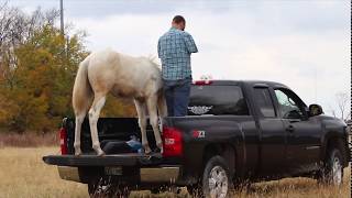 Worlds best trained foal TWH 7 months ground work training [upl. by Anitnatsnok]