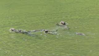 新加坡野生水獭家族水獺寶寶City In Nature  The 2A1J6pups Otter Family In Singapore  29 May 2024  1250pm [upl. by Edholm]