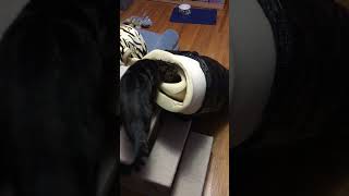 The disappearing cat ytshorts cutepets cuteanimals cat funnycat [upl. by Nayab]