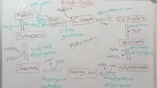 Kreb cycle  kreb cycle in mitochondria [upl. by Namaj833]