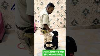 Cute Labrador puppy first time training session184 shorts [upl. by Odrareg]