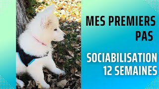 Mes premiers pas à lextérieur  Sociabilisation 12 semaines [upl. by Swithbert]