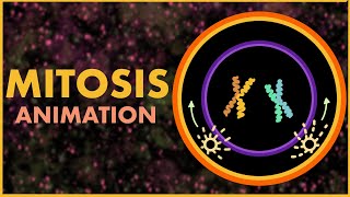 Mitosis  Cell Cycle and Cell Division Class 11  Mitosis and Meiosis  NEET 2021 [upl. by Ahsenev]