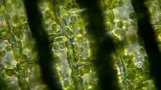 Elodea Cytoplasmic Streaming [upl. by Alaric]