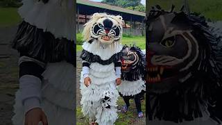 Barongan macan vs Macanan kecil [upl. by Friederike]