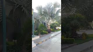 Bismarckia palm 🌴 horticulture foryou landscape design plants [upl. by Yetsirhc]