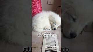 Max the Maremma Settling In amp Growing Up [upl. by Fadas]