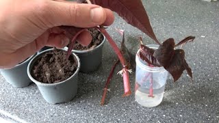 3 Ways How I Propagate My Persicarias Fast amp Easy [upl. by Bidget]