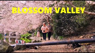 Blossom Valley Upper Hutt  Scenes of New Zealand [upl. by Peyton]