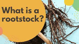 What is a rootstock [upl. by Enelegna]