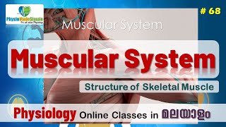 Ep68  Muscular System  Structure of Skeletal Muscle  Malayalam [upl. by Cullin]