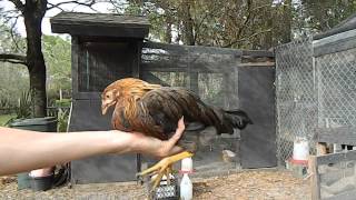 How to tell a hen from a rooster with 2 month old chicks chickens [upl. by Keslie]