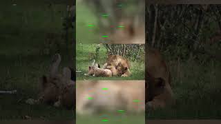 Roaring Cuties Discover the Playful World of Adorable Lion Cubs lionbabies lioncub lioncubs [upl. by Gathard]