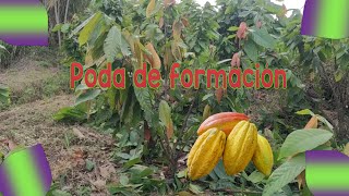 ✅Como hacer la poda de formacion en cultivo de cacao🍫 paso a paso [upl. by Kirima]