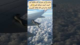 Flying snack on commercial airliner wing shortvideo aviation pafpilots americanpresident [upl. by Hairakcaz81]