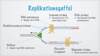 Hur DNAmolekylen kopieras replikeras [upl. by Amoeji]