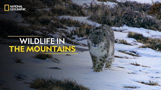 Wildlife in the Mountains  Hostile Planet  Full Episode  S1E6  National Geographic [upl. by Woodruff]