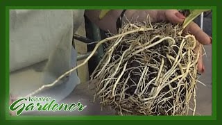 Root Cuttings  Volunteer Gardener [upl. by Conlee]