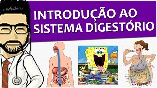 Sistema Digestório 01  Visão geral do trato gastrointestinal conceitos e funções  Vídeoaula [upl. by Bazil]