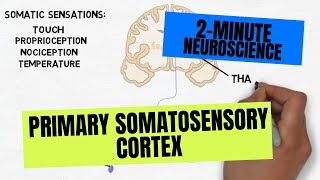 2Minute Neuroscience Primary Somatosensory Cortex [upl. by Ocirema448]