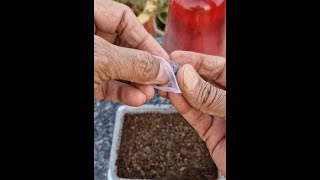 Verbena Seed Germination How To Grow Verbena From Seedviralvideo [upl. by Sven]