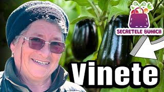 📌Secretele Bunicii despre Cultivarea Vinetelor 🍆Secretele Bunicii S1EP5 [upl. by Cliffes335]