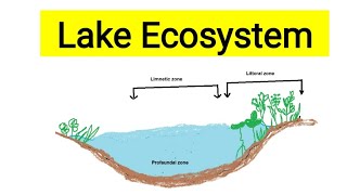 Lake ecosystemAquatic biologyLentic ecosystemFreshwater ecosystem [upl. by Ahsinaj]