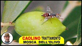 CAOLINO TRATTAMENTO MOSCA OLIVO e tutto quello che cè da sapere [upl. by Aneleairam]