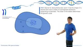 Chromosomes DNA Genes and Alleles [upl. by Kataway]