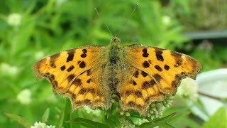 Gehakkelde aureliaComma Polygonia calbum [upl. by Philpot]