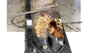 Shocking Cow Hoof Rescue Removing Maggots and a Screw Stuck Inside 30102024M2IMG0676 [upl. by Aketal663]