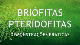 10 BRIÓFITAS e PTERIDÓFITAS [upl. by Leterg696]