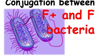 Conjugation between F amp F bacteria [upl. by Laemsi]