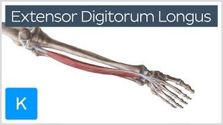 Extensor Digitorum Longus Muscle  Origins amp Function  Human Anatomy  Kenhub [upl. by Grenier]