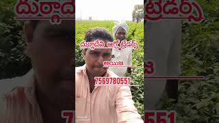 syngenta seeds 2043 షాప్ పేరు  దుర్గాదేవి ఆగ్రో ట్రేడర్స్  అయిజ 7569780551 [upl. by Serrano]