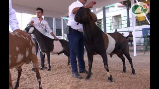 P201 Campeones nacionales de NUBIA ALPINA Y SAANEN [upl. by Ainala]